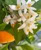 DIFFUSEUR PARFUME FLEUR D'ORANGER 2