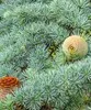 DIFFUSEUR PARFUME FORET DE PINS 2
